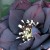 Profile picture of Hellebore