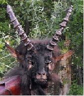 Profile picture of Ramulus