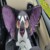 Profile picture of OrientalSpade