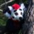 Profile picture of Sin the demifox