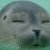 Profile picture of i am derp