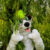 Profile picture of Toby