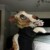 Profile picture of Damien Bedard