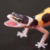Profile picture of Tekko