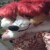 Profile picture of Mimosa