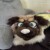Profile picture of Floofydrago