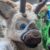 Profile picture of Aspen Elk