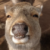Profile picture of Six Stagatron