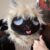 Profile picture of Jespfur Sheeep