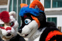 Portrait Furries 