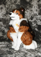 cat-days-photoshoot-hap-sit 