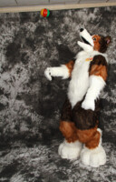 cat-days-photoshoot-100 