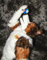 cat-days-photoshoot-101 