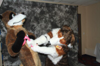 cat-days-photoshoot-141 
