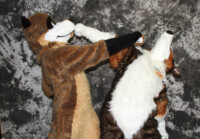 cat-days-photoshoot-147 