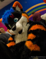 Howlie Closeup 