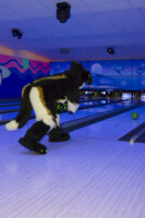 Fursuit Bowling Nov 7 2015-136 