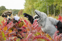 Fursuit Romp Oct 10 2015-408 