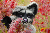 Fursuit Romp Oct 10 2015-416 