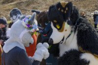 083_Fursuit Romp Mar 19 2016-469 