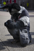 166_Fursuit Romp Mar 19 2016-143 