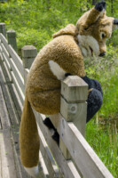 0351_MNFurs Spring Picnic May 14 2016-266 