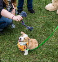FallPicnic2016 (72) 