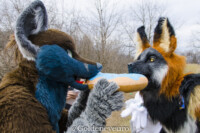 MNFurs Romp Mar 5 2017-244 