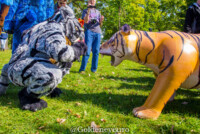 MNFurs Fall Picnic 2017-312 