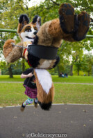 MNFurs Fall Picnic 2017-577 