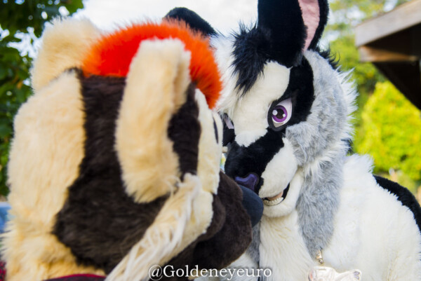 MNFurs Fall Picnic 2017-675